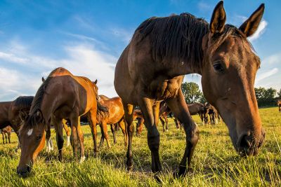 horse eating grass