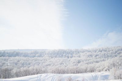 frozen treetops