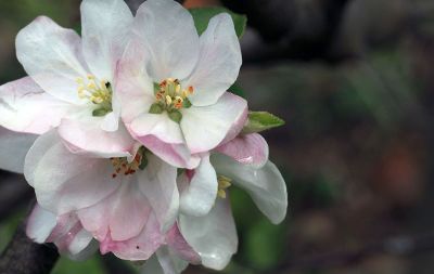 beautul pink flowers