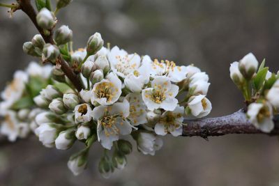 white blossoms on a branch