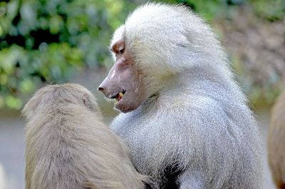 two white baboons