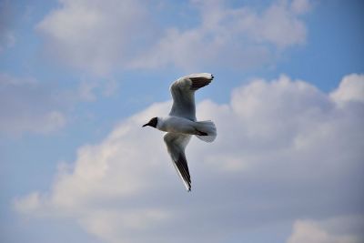 flying bird against clouds