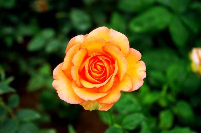 orange and yellow rose blossom