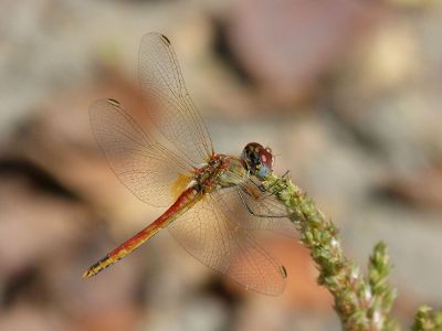 red dragonfly on a plant