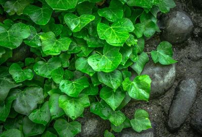 pachysandra growing across dirt