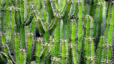 green cacti