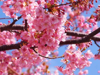 spring blossoms