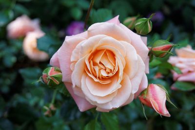 a blooming peach flower