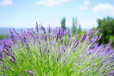 lavender bush