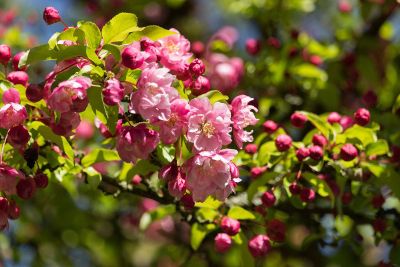 small pink blossoms