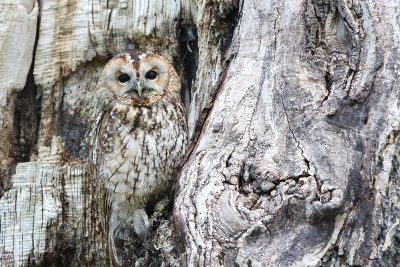 camouflage owl