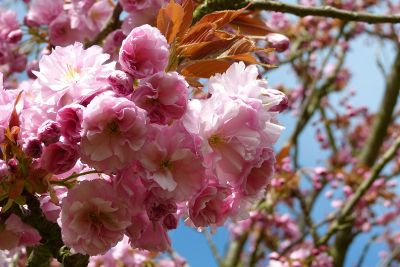 beautiful summer blooming flowers