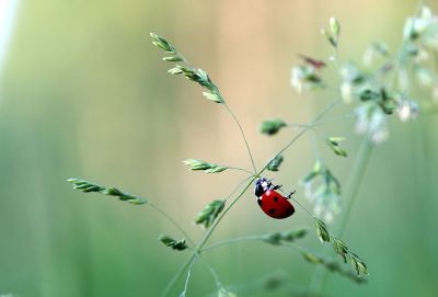 ladybug on stem