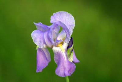 purple iris flower