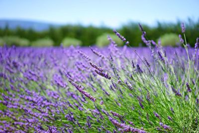 field of lavender colored flowers