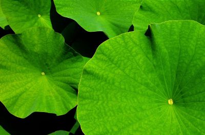 lilly pads on the floor