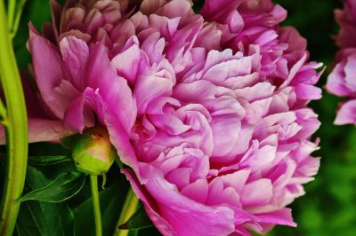 pink flower with green leaves