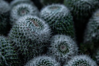 cactus closeup