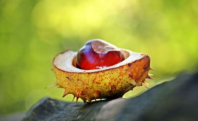 large red seed in a sliced open spiny yellow fruit