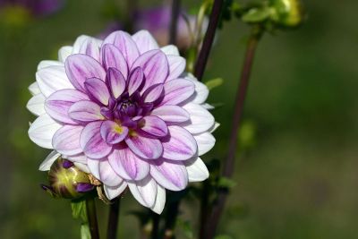 a beautiful dahlia with purple color