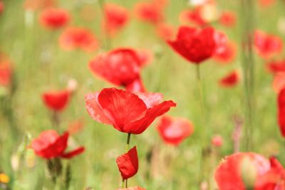 red corn poppy