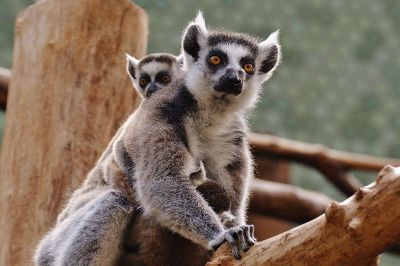 wild animals climbing on a tree