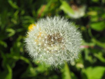 dead headed dandelion