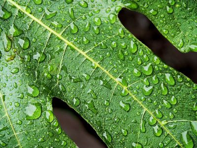 a leave with little droplets of water