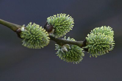 blooming buds