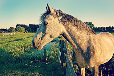 horse looking over a fence