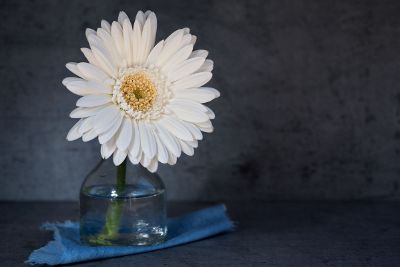 flower in a vase