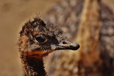 bird head