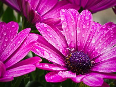 purple daisy blossoms