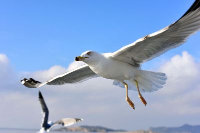 white seagull in blue sky