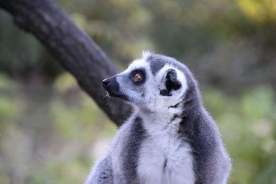 brown eyed marsupial