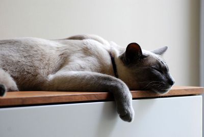 cat sleeping on ledge