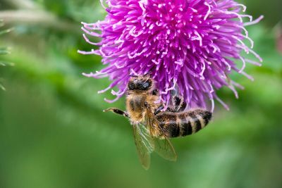 bee collecting pollen from flower