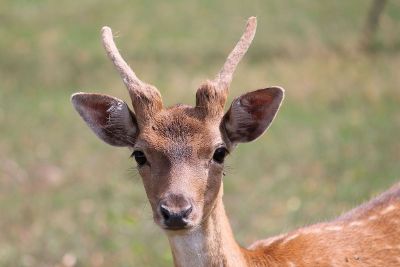 a deer with horns standing tall