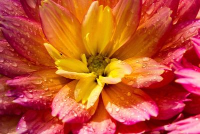pink and yellow ombre flower