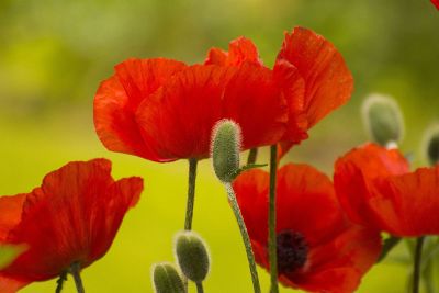 red flowers with green buds