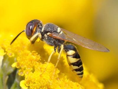 yellow jacket on flower