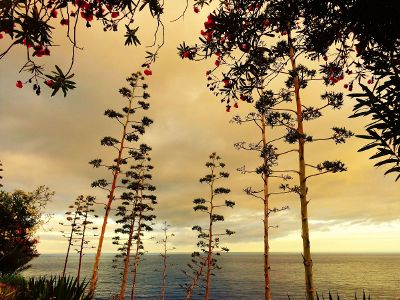 tall trees besides the sea