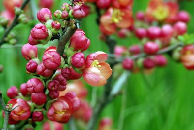 pink flower buds on branches