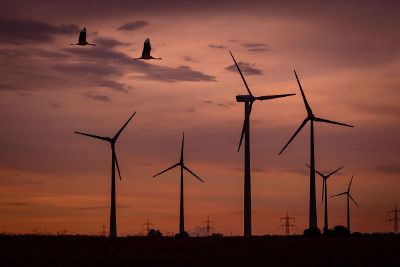 a wind farm at sun set