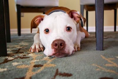 dog under the table