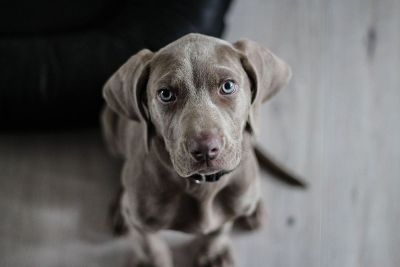 chocolate lab