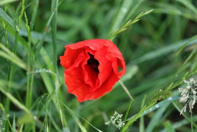 a red poppy in green grass