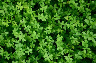 lots of clovers