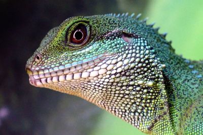 lizzard close up