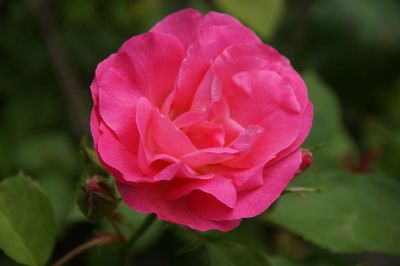 hot pink rose in bloom